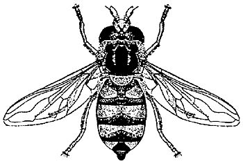 Figure 3. A typical flower fly, adult stage.