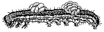 Figure 12. Clusters of parasitic wasp larvae developing externally on a caterpillar.