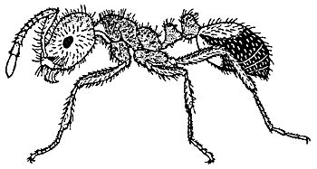 Figure 9. Red imported fire ant, a common predatory ant species.