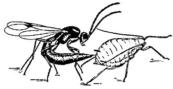 Figure 10. A parasitic wasp depositing its egg within an aphid.