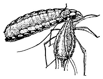 Figure 5. The larval stage of a predatory gall midge, Aphidoletes, feeding on an aphid.