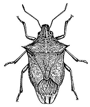 Figure 8. A predatory stink bug.
