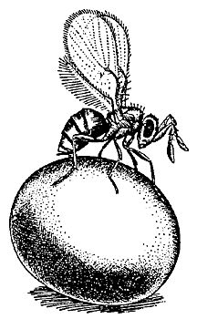 Figure 11. A Trichogramma wasp depositing its egg within a moth egg.