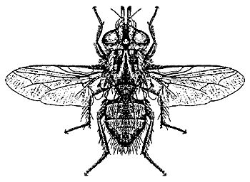 Figure 13. Adult of a parasitic fly.