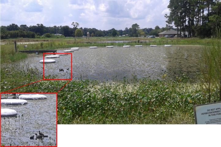 Figure 4. A typical habitat of the worms that cause swimmer's itch. Note the dense plant material (hydrilla) and the common moorhen family swimming on the bottom left; waterfowl are the main host of the parasite that causes swimmer's itch.