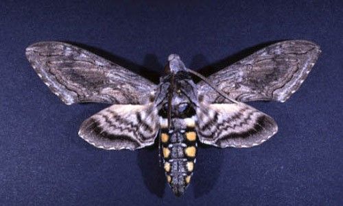 Figure 4. Adult form of Manduca quinquemaculata (Haworth), a sphinx moth sometimes called the five-spotted hawkmoth.