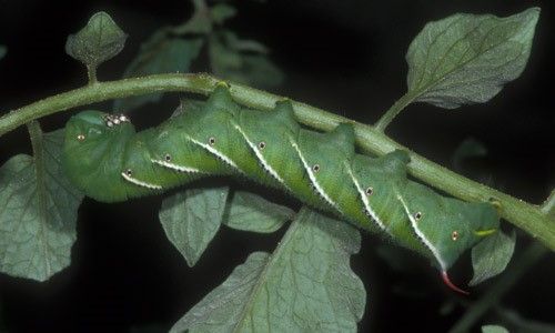Figure 2. Late instar larva of the tobacco hornworm, Manduca sexta (L.).