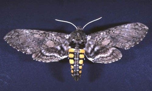 Figure 5. Adult form of Manduca sexta (L.), a sphinx moth sometimes called the Carolina sphinx moth.