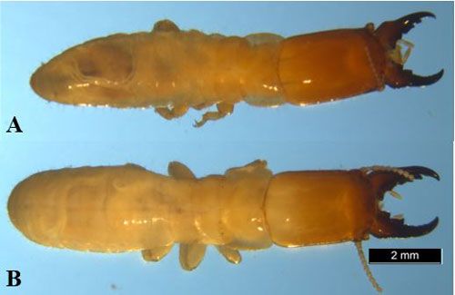 Figure 4. Dorsal view of a Kalotermes approximatus Snyder soldier (A) and a Kalotermes flavicollis soldier (Fabricius) (B).