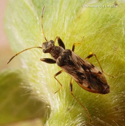 Figure 4. Adult pamera bug, Neopamera spp.
