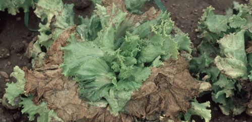 Figure 9. Wilting of lettuce caused by the false chinch bug, Nysius raphanus Howard.