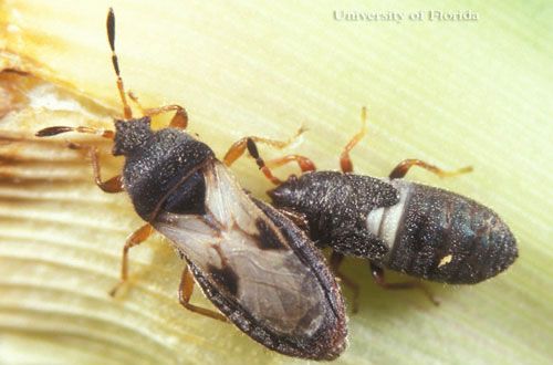 Figure 2. Adult and nymph stages of the false chinch bug, Nysius raphanus Howard.