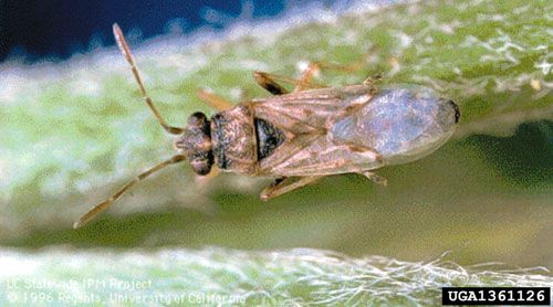 Figure 1. An adult false chinch bug, Nysius raphanus Howard.