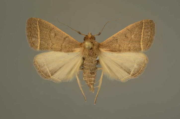 Figure 8. Pinned Simplicia cornicalis moth, collected from a tiki hut in Florida. The tufts near the base of each antenna indicate it is a male.