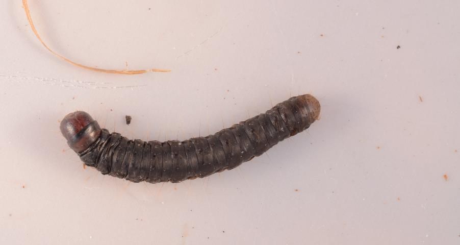 Figure 2. Hypsopygia nostralis caterpillar collected from a tiki hut in Florida.