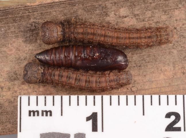 Figure 3. Simplicia cornicalis caterpillars and pupa collected from a tiki hut in Florida.