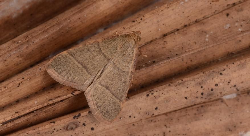 Figure 5. Female Hypsopygia nostralis moth collected from a tiki hut in Florida.