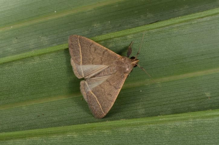 Figure 7. Male Simplicia cornicalis moth, collected from a tiki hut in Florida.