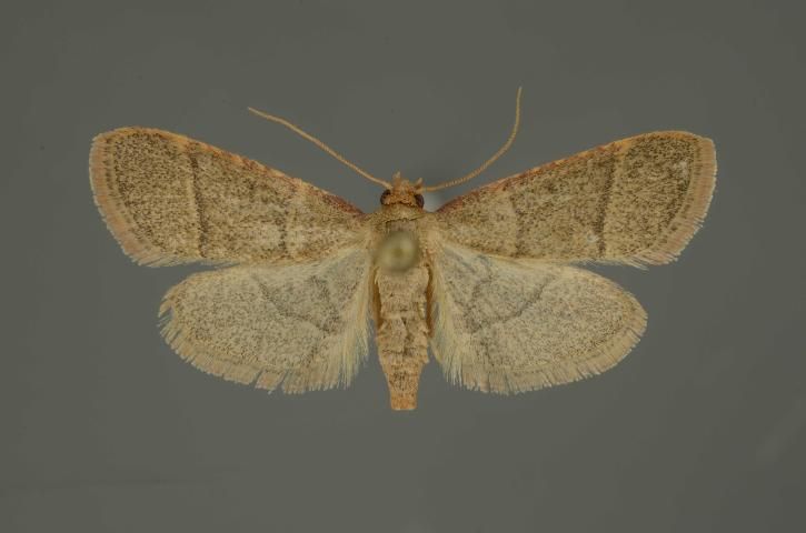 Figure 6. Pinned female Hypsopygia nostralis moth collected from a tiki hut in Florida.