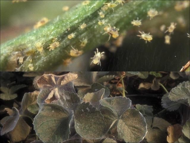 Figure 2. Adult and nymph twospotted spider mites (Tetranychus urticae) crawling along webs and stems, and the webbing and foliar discoloration on strawberry plants resulting from a severe twospotted spider mite infestation.