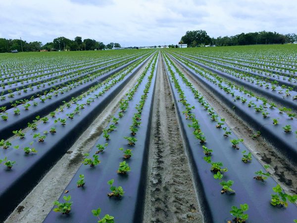 Figure 1. Early season Florida strawberry transplants. Florida strawberries are grown in raised beds with plastic mulch covering over sterilized soil at a production cost of over $27,000 per acre (1).