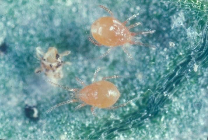 Figure 3. Adult Phytoseiulus persimilis with a recently consumed twospotted spider mite (Tetranychus urticae).