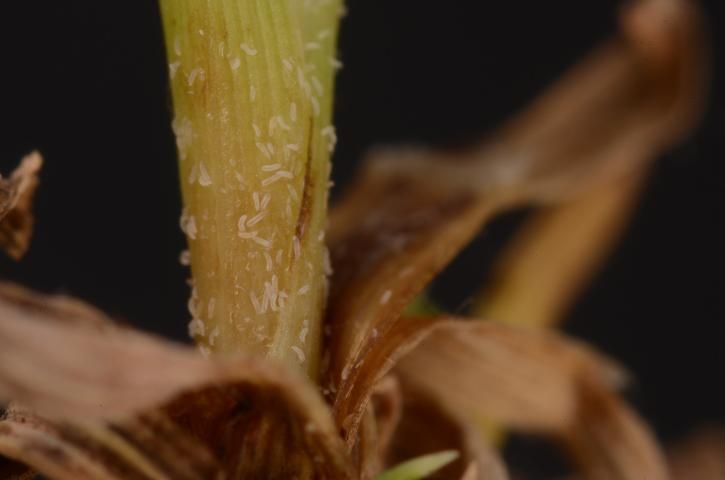 Figure 4. Bermudagrass mites infesting bermudagrass revealed beneath the leaf sheath.