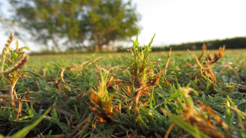 Figure 5. Characteristic tufting damage to 'Celebration' bermudagrass shoots in a heavily-infested golf course fairway.