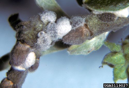 Figure 6. Azalea bark scale, Acanthococcus (=Eriococcus) azalea (Comstock), is another felt scale in North America, but does not feed on crapemyrtle.
