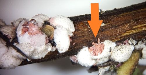 Figure 4. Crapemyrtle bark scale, Acanthococcus lagerstroemiae (Kuwana), adult females and opened egg sacs.