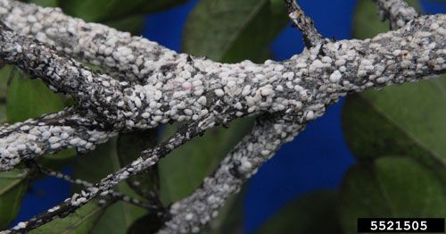 Figure 1. Crapemyrtle bark scale, Acanthococcus lagerstroemiae (Kuwana), infesting young crapemyrtle branches.