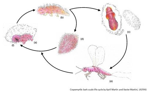 Figure 7. Life cycle of the crapemyrtle bark scale. Nymphs that hatch from the eggs (a) are highly mobile and are called crawlers (b). Some nymphs form a white sac and develop into prepupa (c) and then to pupa further inside, before becoming an alate male (e). The females (d–f) do not enter the pre-pupal stage, and start producing eggs following mating with the male.