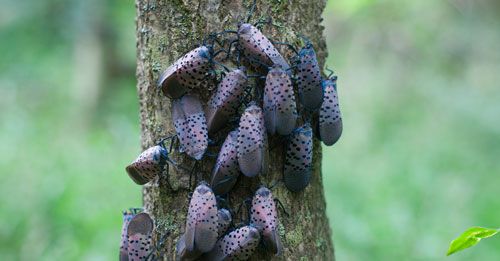 Figure 4. Cluster of spotted lanternfly, Lycorma delicatula (White).