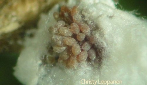 Figure 3. Hemlock woolly adelgid, Adelges tsugae, egg cluster.