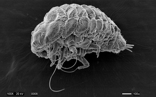 Figure 6. Scanning electron microscope (SEM) of an adult hemlock woolly adelgid, Adelges tsugae.