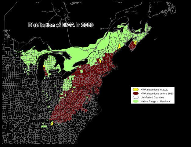 Historical range of hemlocks (Tsuga canadensis) in the eastern United States outlined in green and the distribution of hemlock woolly adelgid, Adelges tsugae, (brown) in 2020.