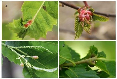 Figure 8. Different types of galls induced by Dryocosumus kuriphilus: (a) on the midrib of the leaf; (b) on the bud; (c) on the stipule; (d) on the growing twig.