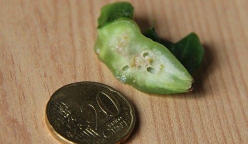 Figure 6. Cross section of a gall on Castanea sp. containing several larval chambers of Dryocosmus kuriphilus, (the coin shown is similar in size to a US nickel).