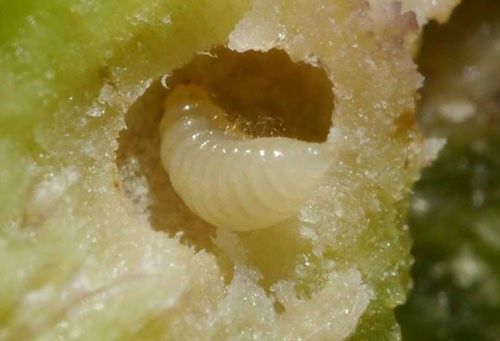 Figure 3. Larvae of Dryocosmus kuriphilus.