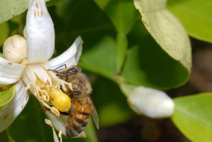 Figure 3. Honey bee on citrus.