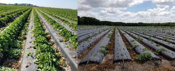 Figure 2. Declining cantaloupe plants that were double-cropped in strawberry beds infested by the northern root-knot nematode (Meloidogyne hapla); left: beds with a row of strawberry flanked on the left by a row of stunted and small cantaloupe plantlets. Cantaloupe were replacing a preexisting row of strawberry infected by the nematode; right: stunted and patchy stands of nematode-infected cantaloupe planted as a double-crop in nematode-infested strawberry beds in Plant City, FL, March 2017.