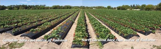 Figure 6. Strawberry field in Plant City, FL, in March 2016 with transplants of 'Florida Radiance' strawberry from different nursery sources. Left: late-season collapse of Canadian transplants infected with northern root-knot nematode; right: same field but with nematode-free transplants from NC.