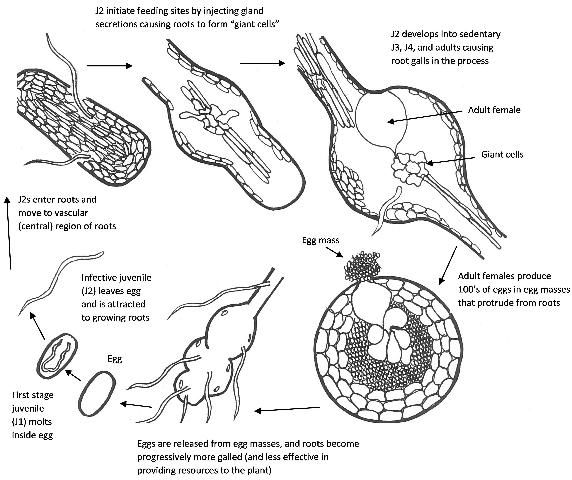 Figure 1. Life cycle of the root-knot nematode Meloidogyne spp.