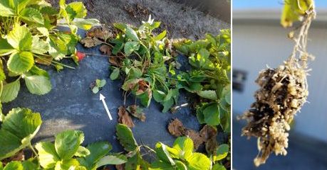 Figure 5. Damage of the northern root-knot nematode (Meloidogyne hapla) on cantaloupe. Left: a stunted cantaloupe seedling (indicated by arrow) growing among declining nematode infected strawberry plants; right: a stunted young cantaloupe plant removed from a nematode-infested strawberry bed showing the root system galled and deformed by the nematode in Plant City, FL, in March 2017.