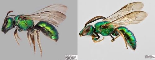 Figure 4. (A) Female and (B) male Augochlora pura (Say). The female has pollen collecting hairs on the hind leg and the male has an additional antennal segment. The female's stinger can be seen extending from the abdomen of live females.
