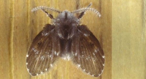 Figure 1. Adult drain fly, Psychoda sp.