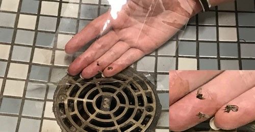 Figure 5. Adult drain flies, Psychoda sp., stuck to clear packing tape. The tape was placed over a drain to monitor for a drain fly infestation.