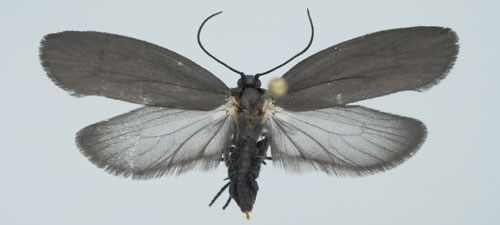 Bumelia webworm moth, Urodus parvula (Edwards).