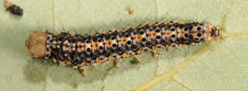 Bumelia webworm, Urodus parvula (Edwards).