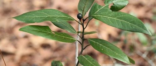 Red bay, Persea borbonia var. borbonia (L.), with mature fruit.